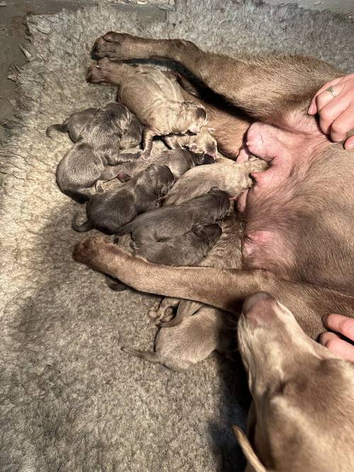 Stunning Silver & Charcoal Labrador pups - KC Reg for sale in Pilling, Lancashire - Image 15