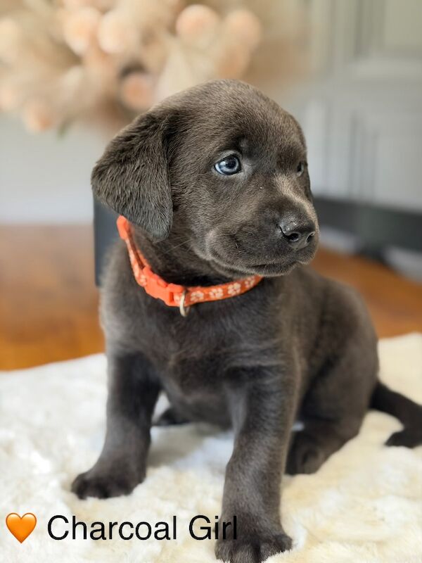 Stunning Silver & Charcoal Labrador pups
