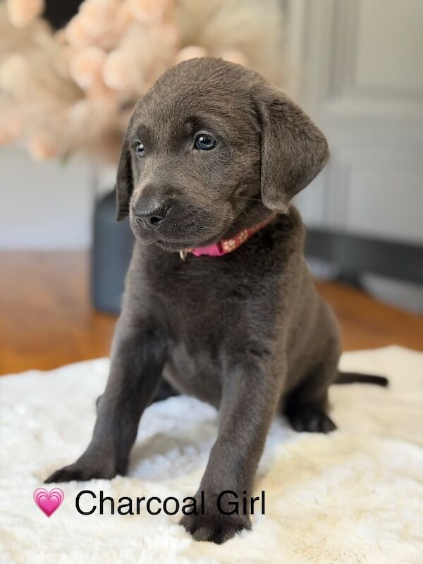 Stunning Silver & Charcoal Labrador pups