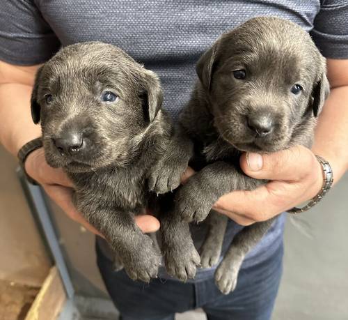 Stunning Silver & Charcoal Labrador pups - KC Reg for sale in Pilling, Lancashire - Image 10