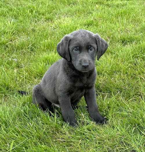 Stunning Silver & Charcoal Labrador pups - KC Reg for sale in Pilling, Lancashire