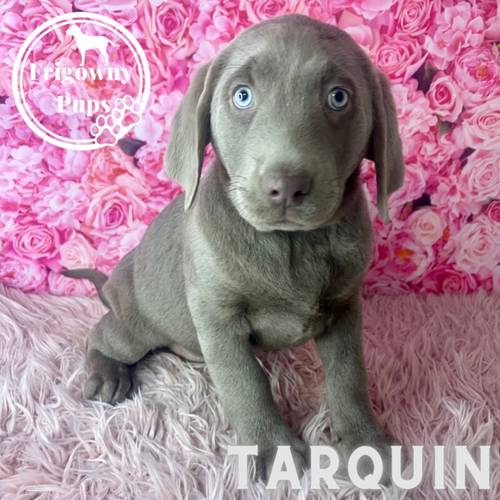 Stunning Silver Labrador Boys for sale in Market Rasen, Lincolnshire - Image 2