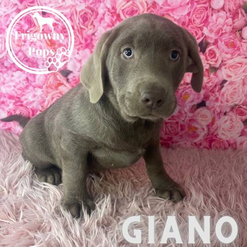 Stunning Silver Labrador Boys for sale in Market Rasen, Lincolnshire - Image 7