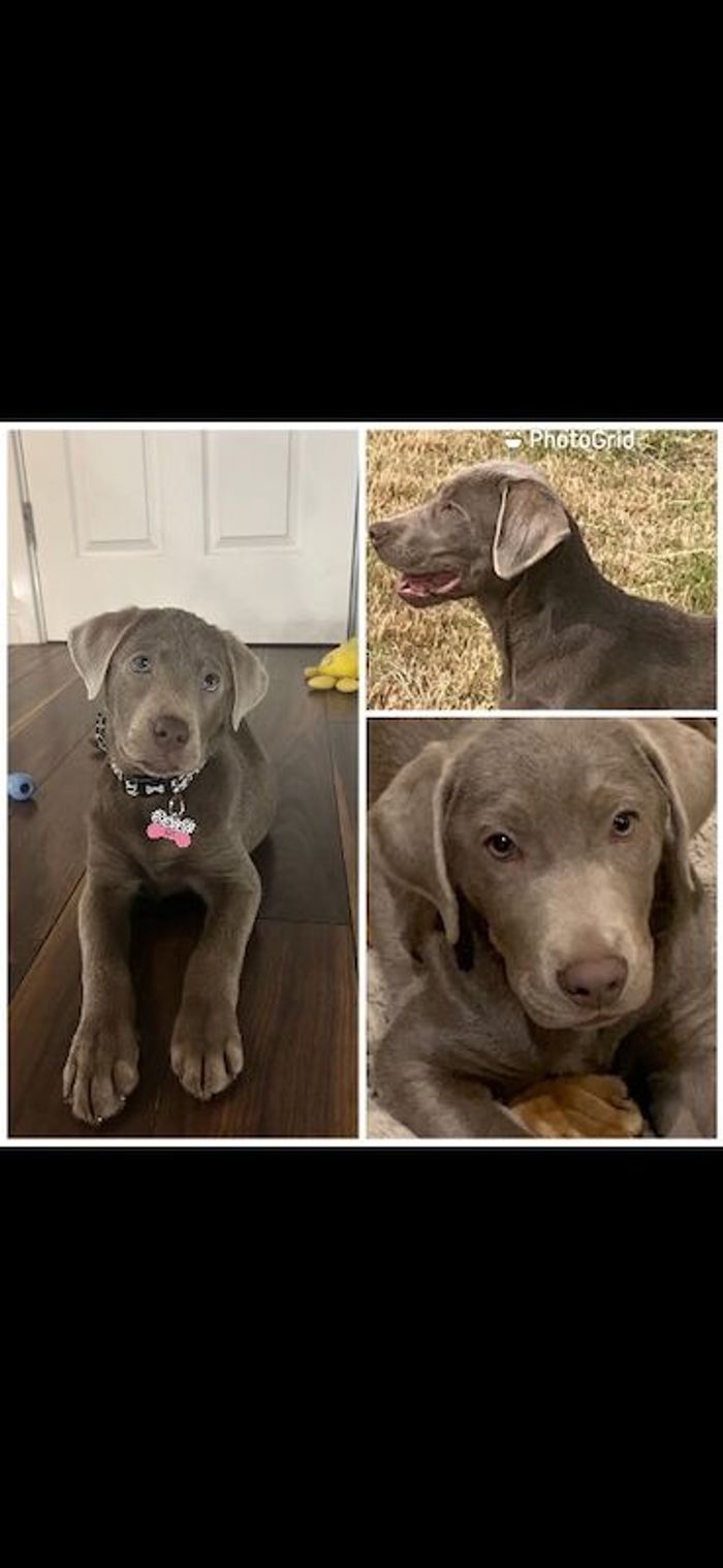 Labrador Retriever puppies for sale in Galston, Ayrshire and Arran – 5 weeks old