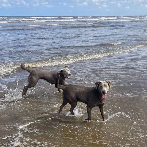 Stunning Silver Labradors KC Registered for sale in Lincolnshire - Image 14