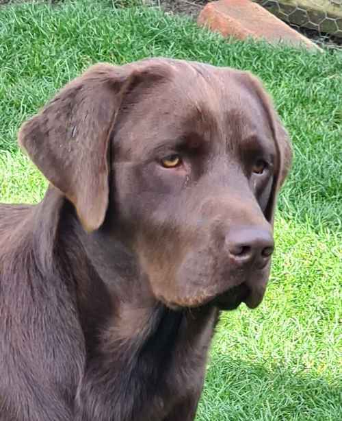 Stunning Chocolate KC Labrador (ONLY FOR STUD) for sale in Bedford, Bedfordshire