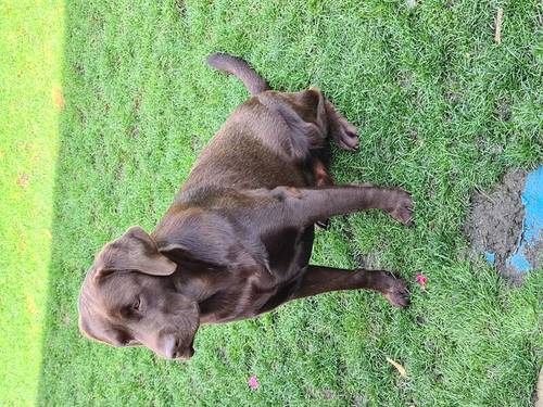 Stunning Chocolate KC Labrador (ONLY FOR STUD) for sale in Bedford, Bedfordshire - Image 8