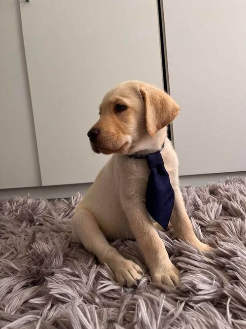 Stunning Chocolate KC Labrador (ONLY FOR STUD) for sale in Bedford, Bedfordshire - Image 9