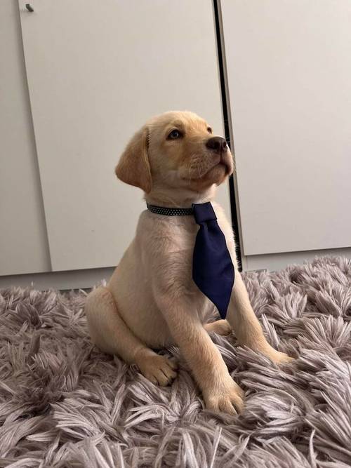 Stunning Chocolate KC Labrador (ONLY FOR STUD) for sale in Bedford, Bedfordshire - Image 10