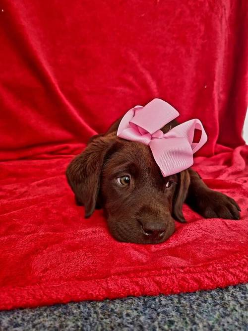 Stunning Chocolate KC Labrador (ONLY FOR STUD) for sale in Bedford, Bedfordshire - Image 11