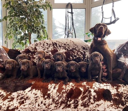Stunning Sykehead chocolate Labrador puppies due July for sale in Carlisle, Cumbria