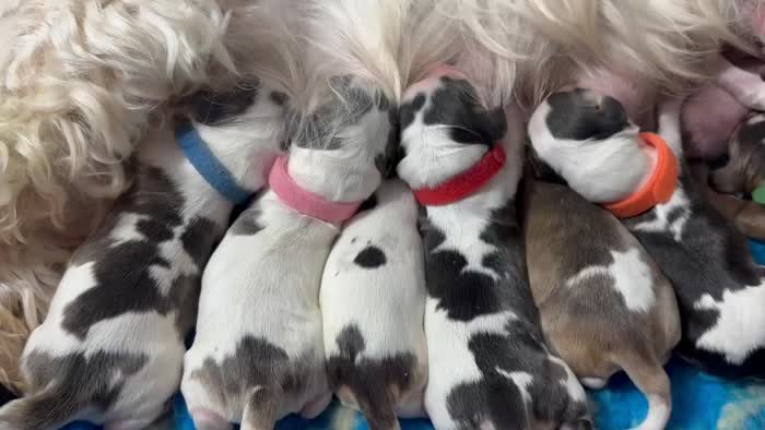 Stunning SYKEHEAD SABLE Show Cocker Spaniels have arrived for sale in Carlisle, Cumbria