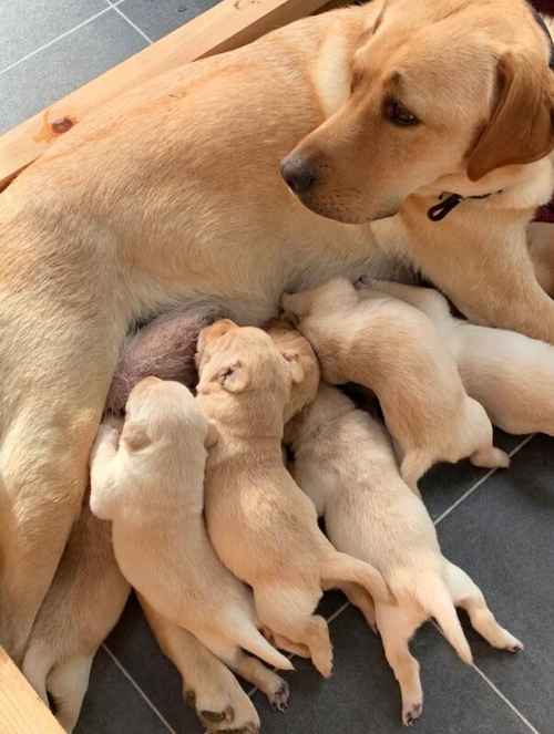 Last male pup golden yellow (from litter of 9 ) clever healthy, quality assured beautiful Labrador pups .KC registered mum and dad for sale in St Albans, Hertfordshire