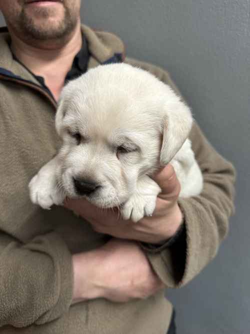 Stunning White Labrador pups - KC Reg - Only 1 Girl left for sale in Pilling, Lancashire
