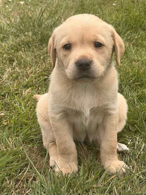 Stunning Yellow/Fox lab boy - by Windwithe Mullingar Micky of Thistlecrack for sale in Bramshaw, Hampshire