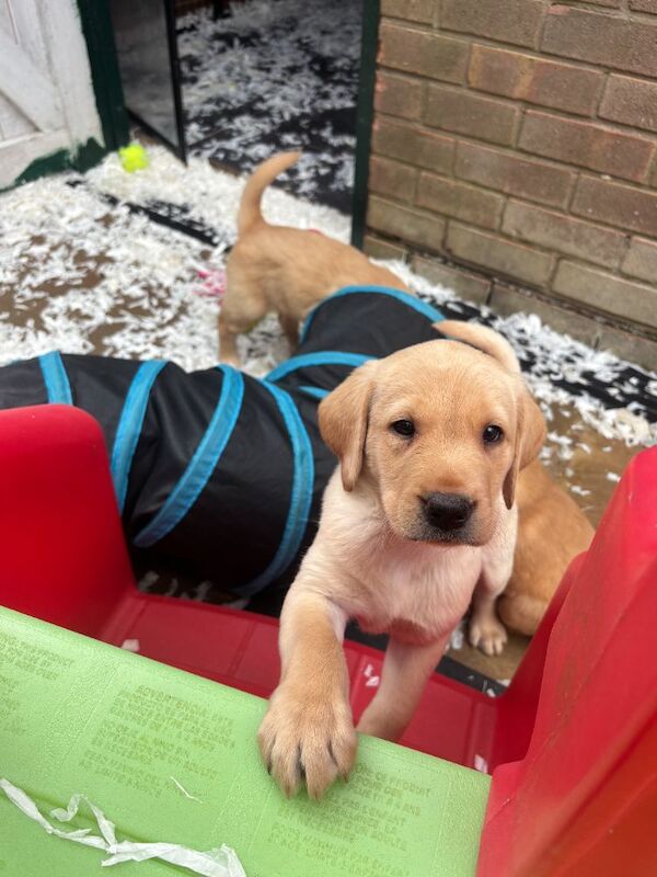 Stunning Labs with Fantastic Temperaments