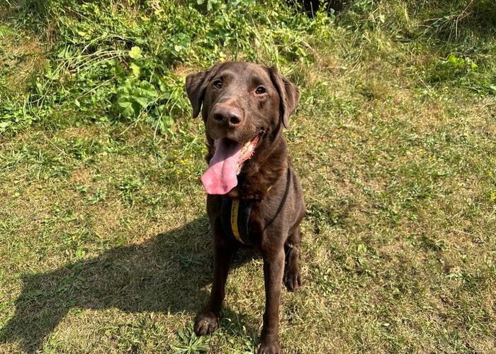 Labrador Retriever for adoption in Snetterton, Norfolk – 7 years old - Image 1 of 3