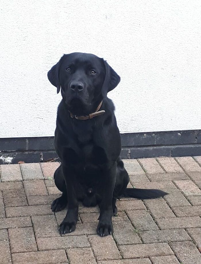 Labrador Retriever puppies for sale in Gainsborough, Lincolnshire – KC registered, 11 months old
