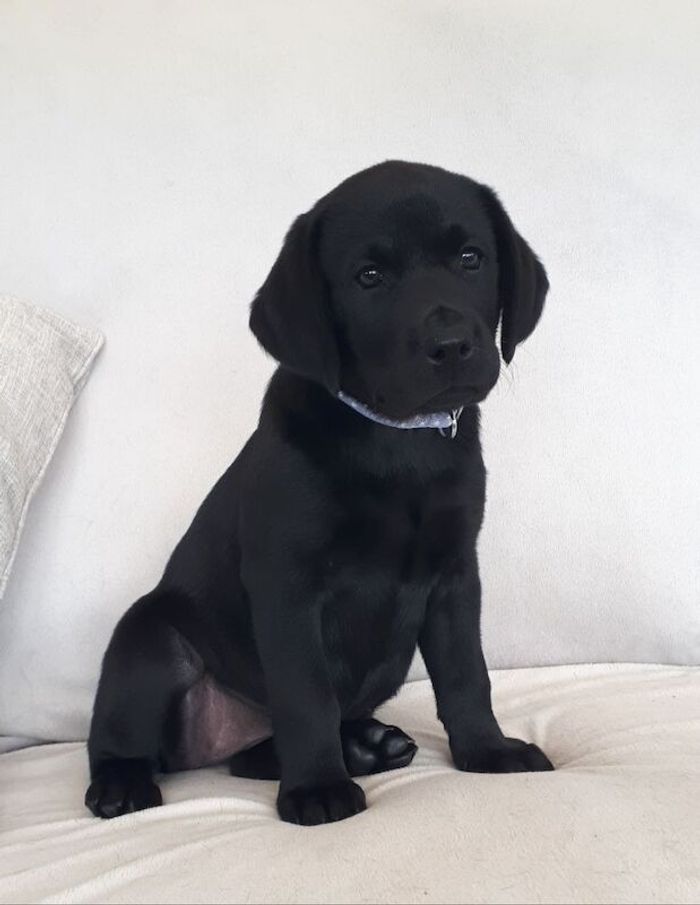 Labrador Retriever puppies for sale in Gainsborough, Lincolnshire – KC registered, 9 weeks old