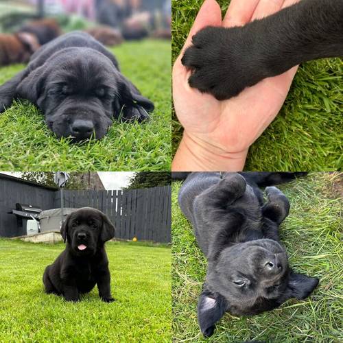 1 full vaccinated chunky black boy for sale in Inverurie, Aberdeenshire - Image 7