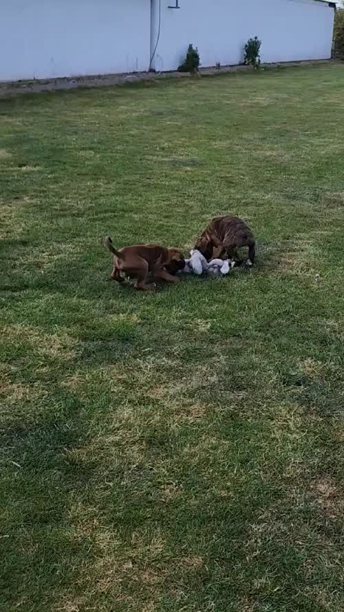 SUPER LITTER OF BOXER PUPPIES KC REG for sale in Leicester, Leicestershire