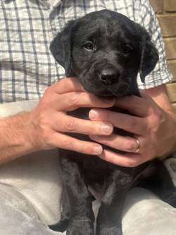 Superb Black Lab Pups Field Trials Breeding for sale in Daventry, Northamptonshire | Image 3