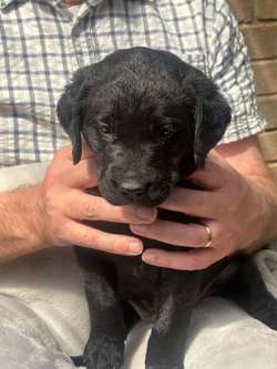 Superb Black Lab Pups Field Trials Breeding for sale in Daventry, Northamptonshire | Image 4