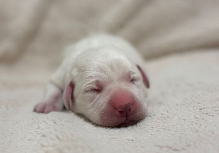 Superb fully health tested 0/0 hips whites for sale in Worcestershire