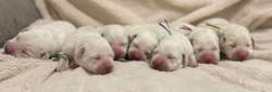 Superb fully health tested 0/0 hips whites for sale in Worcestershire | Image 2
