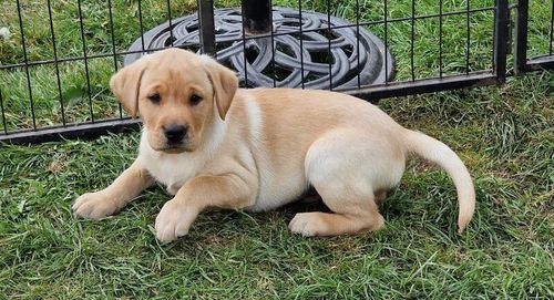 Superb fully health tested inc DNA, top quality yellow & black working KC pups for sale in Moffat, Dumfries