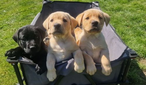 Superb fully health tested inc DNA, top quality yellow & black working KC pups for sale in Moffat, Dumfries