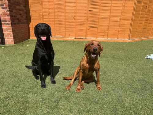 Superb health tested red and Black male pups all now reserved for sale in Droitwich, Worcestershire