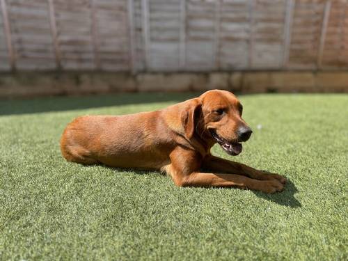 Superb health tested red and Black male pups all now reserved for sale in Droitwich, Worcestershire - Image 2