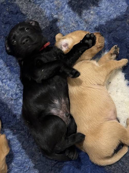 Superb health tested red and Black male pups all now reserved for sale in Droitwich, Worcestershire - Image 4