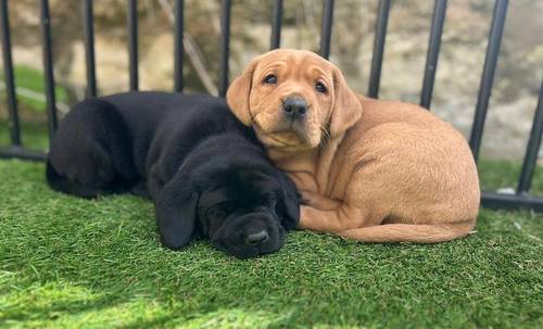 Superb health tested red and Black male pups all now reserved for sale in Droitwich, Worcestershire - Image 6