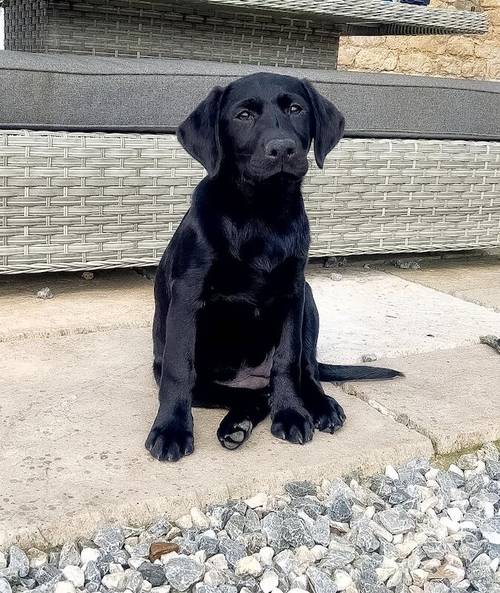 Superb health tested red and Black male pups all now reserved for sale in Droitwich, Worcestershire - Image 7