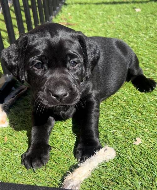 Superb health tested red and Black male pups all now reserved for sale in Droitwich, Worcestershire - Image 8