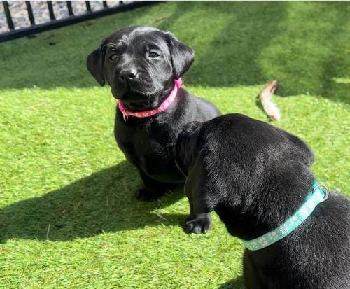 Superb health tested red and Black male pups all now reserved for sale in Droitwich, Worcestershire - Image 9