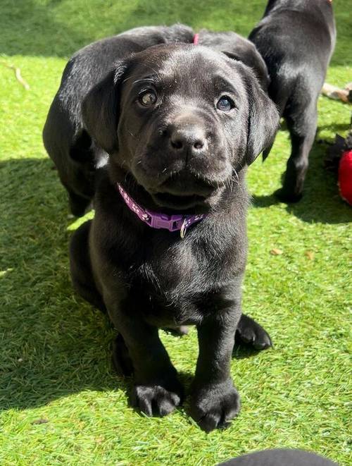 Superb health tested red and Black male pups all now reserved for sale in Droitwich, Worcestershire - Image 10