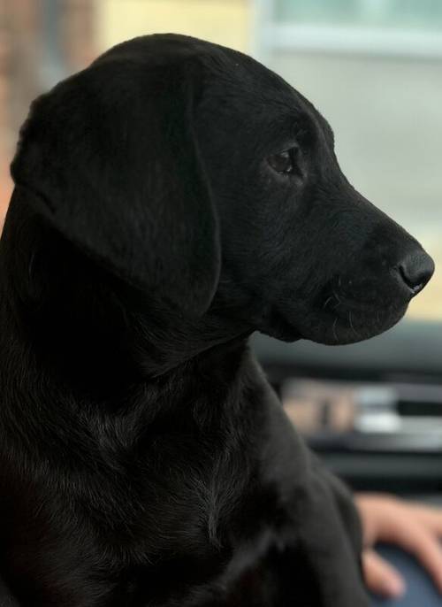 Superb health tested red and Black male pups all now reserved for sale in Droitwich, Worcestershire - Image 11