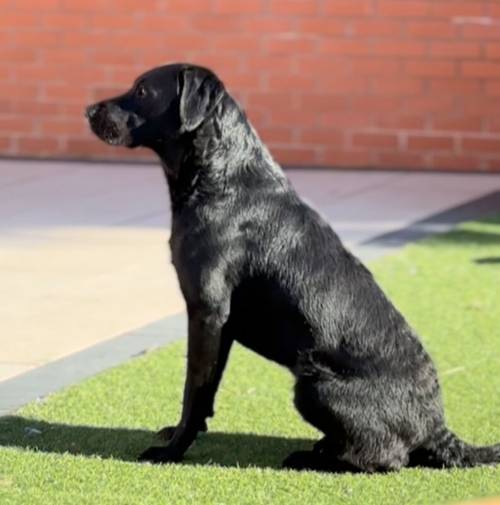 Superb health tested red and Black male pups all now reserved for sale in Droitwich, Worcestershire - Image 12