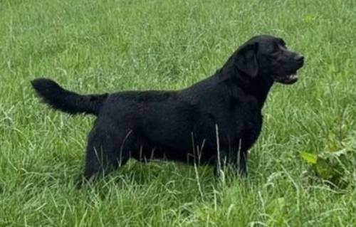 Superb Kennel Club Registered Labrador Puppies for sale in Launceston, Cornwall - Image 12