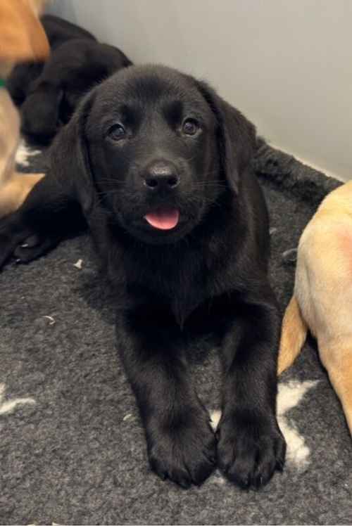Superb Kennel Club Registered Labrador Puppy for sale in Launceston, Cornwall