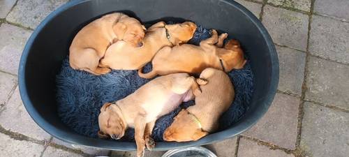 Superb litter health tested dual purpose fox reds for sale in Chester, Cheshire - Image 2