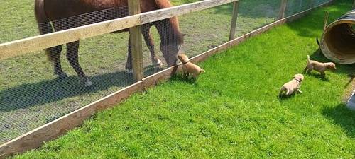 Superb litter health tested dual purpose fox reds for sale in Chester, Cheshire - Image 3