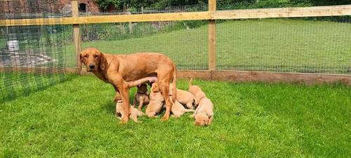 Superb litter health tested dual purpose fox reds for sale in Chester, Cheshire - Image 5