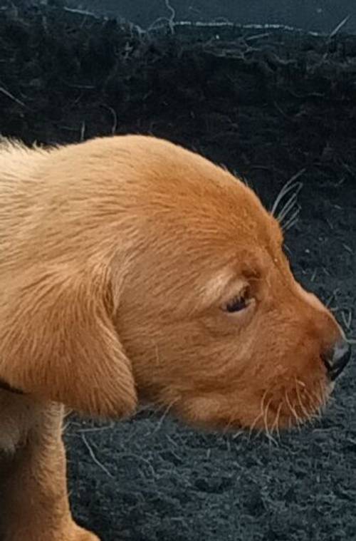 Superb litter health tested dual purpose fox reds for sale in Chester, Cheshire - Image 6