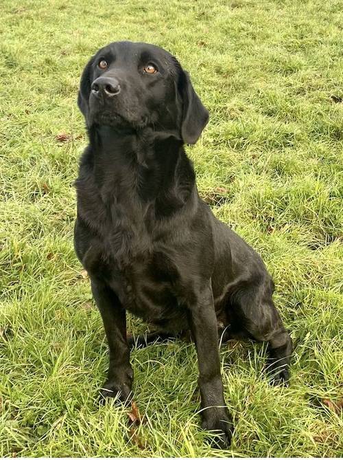 Superb Litter of Black KC Registered Labrador Puppies. for sale in Chudleigh, Devon - Image 4