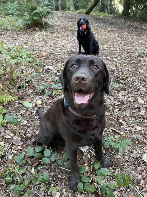 Superb litter of Show Labradors, Sh Ch Stud, both parents fully health tested for sale in Telford, Shropshire