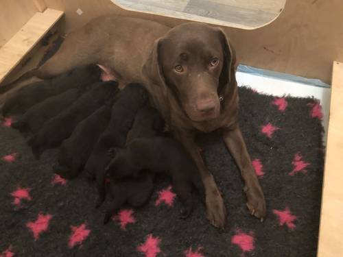 Superb Litter off gorgeous pups for sale in Holsworthy, Devon - Image 1